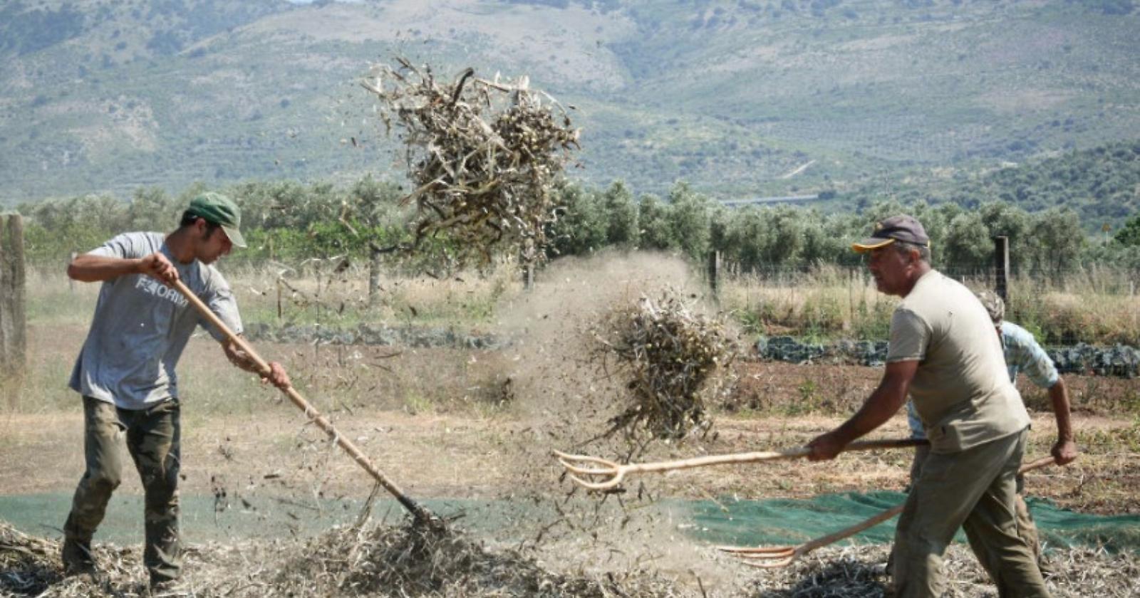 Sabato 22 luglio, quarta edizione della Festa della Pesatura delle Fave di Carpino