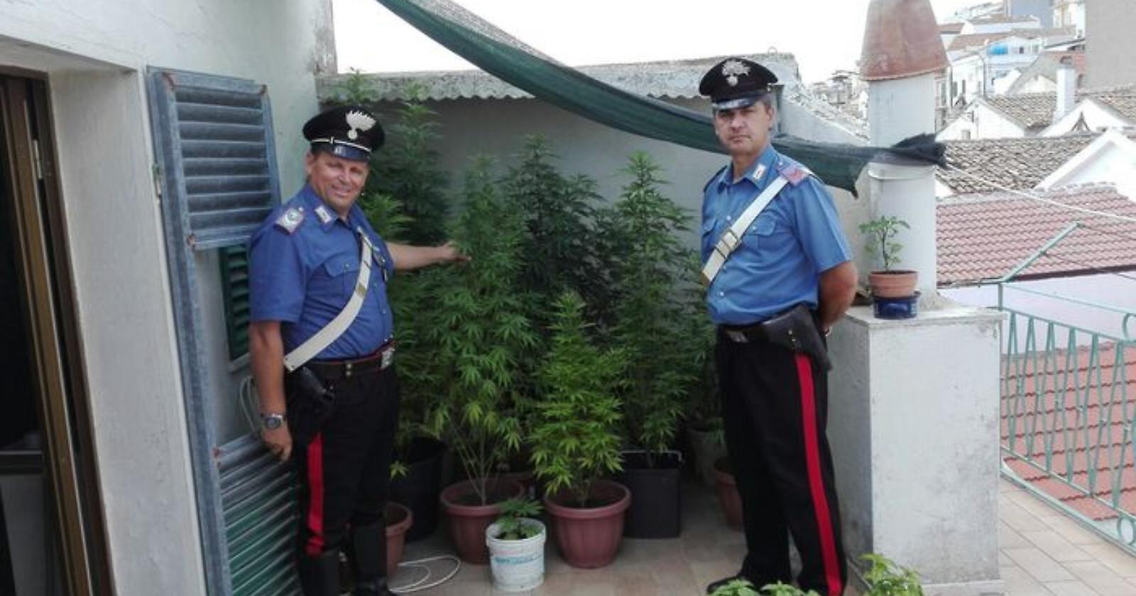Pisticci, il terrazzo era diventato una serra di marijuana
