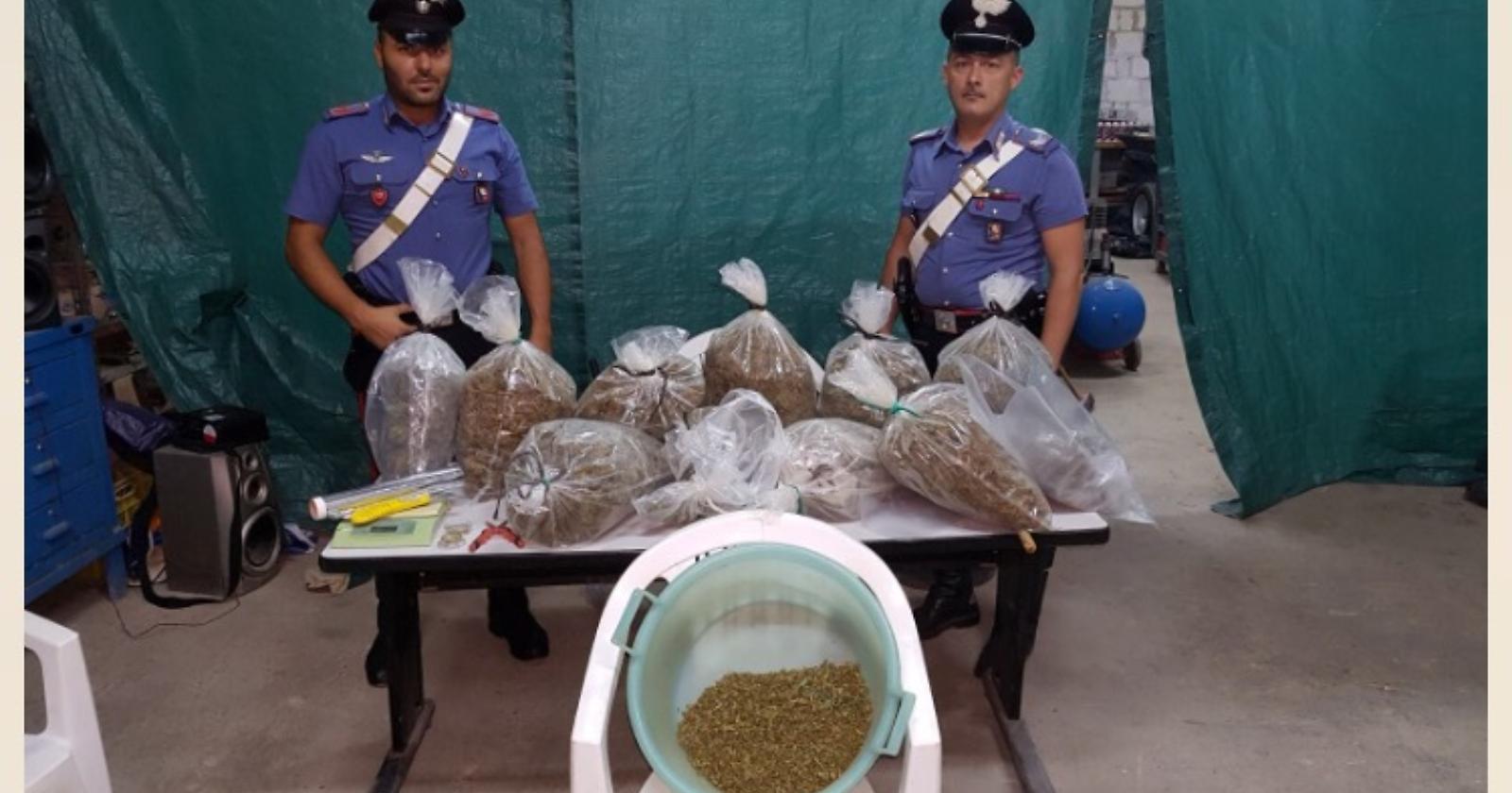 A 18 anni con 80mila euro di "maria": un arresto a Cerignola 