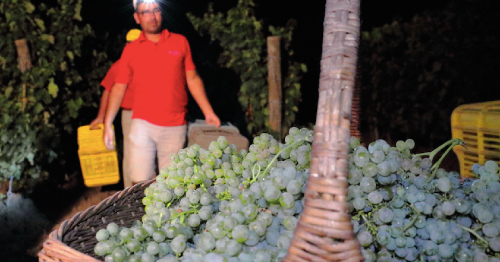 Vendemmia con luna piena e 24 gradi, Foggia anticipa la raccolta