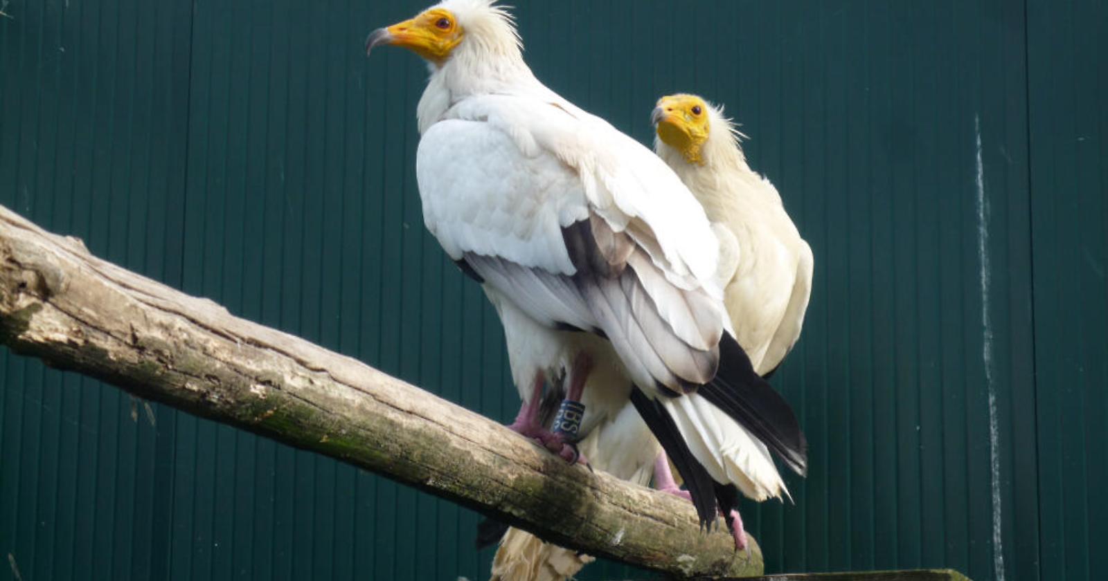Liberati due capovaccai. Apollo e Teti ora volano liberi nel Parco dell'Appennino lucano