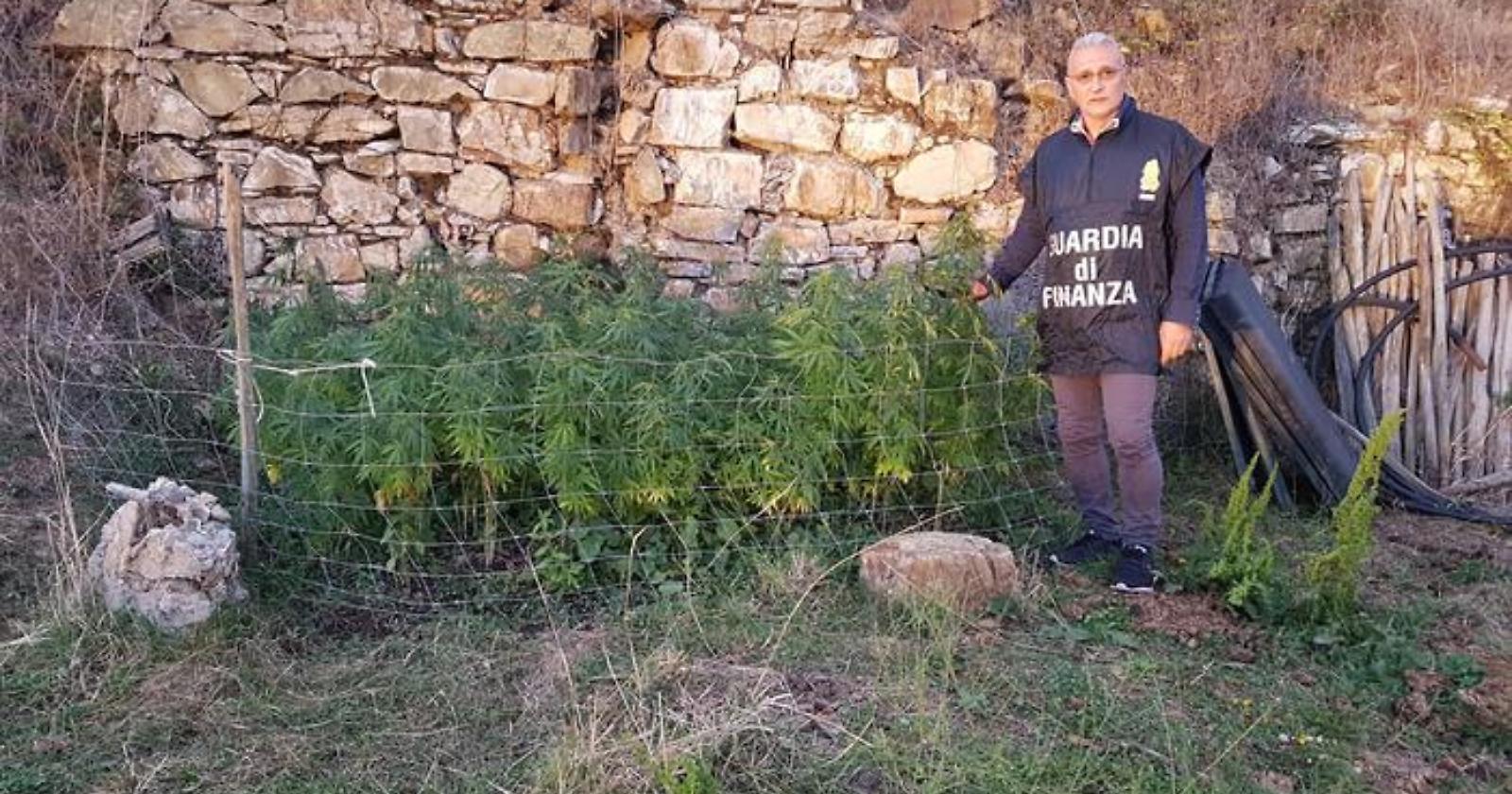 Coltivava canapa a Sasso di Castalda, finisce ai domiciliari