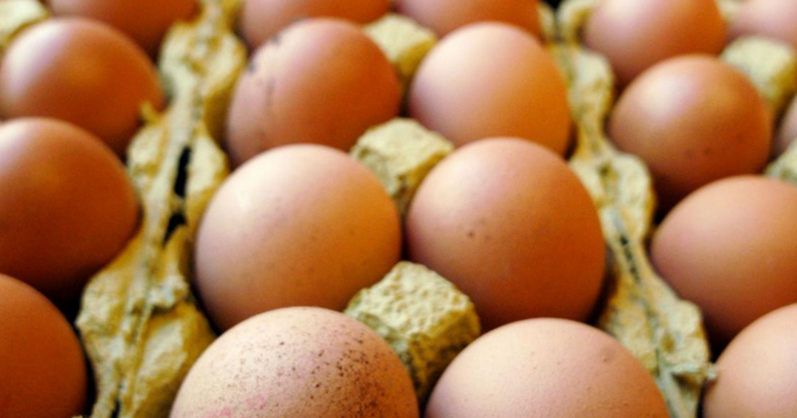 Le uova lucane non sono contaminate dal Fipronil