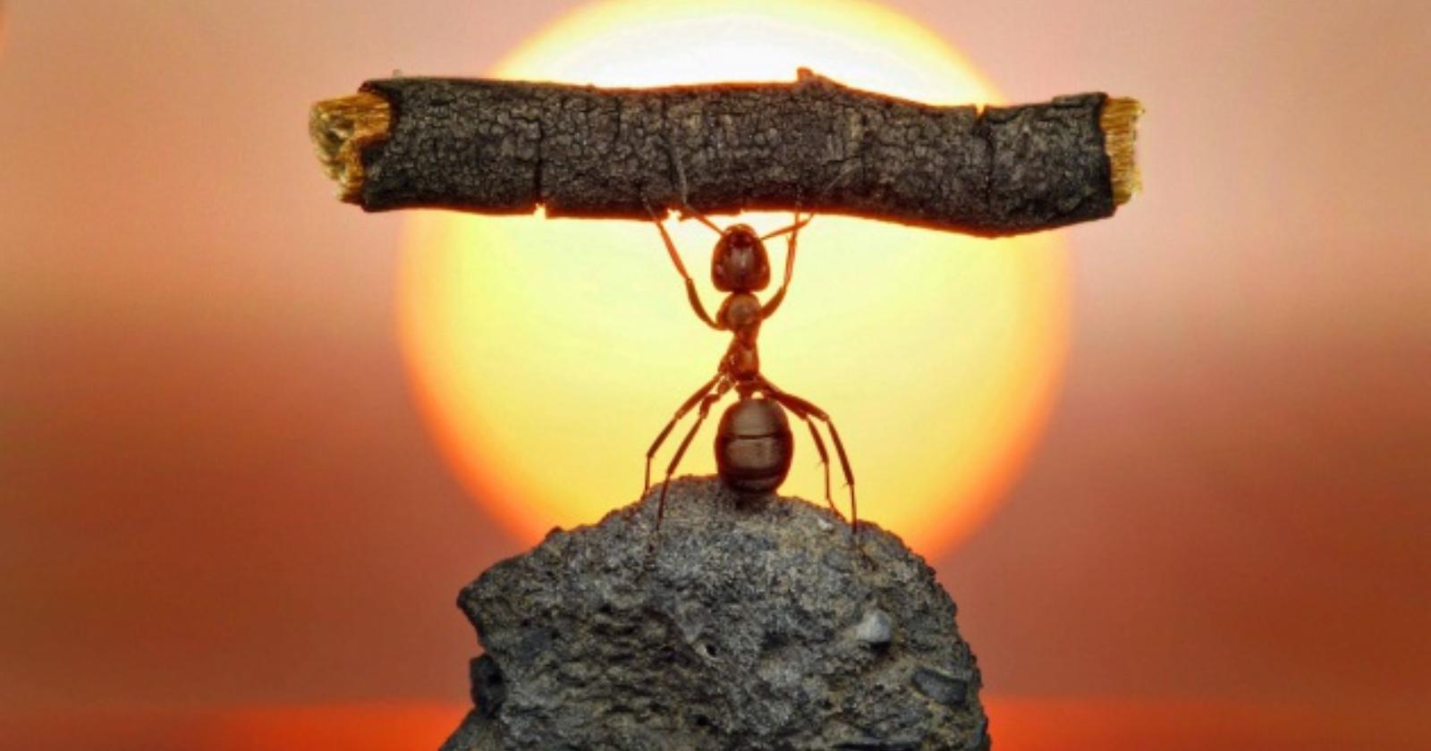 La libertà della formica 
