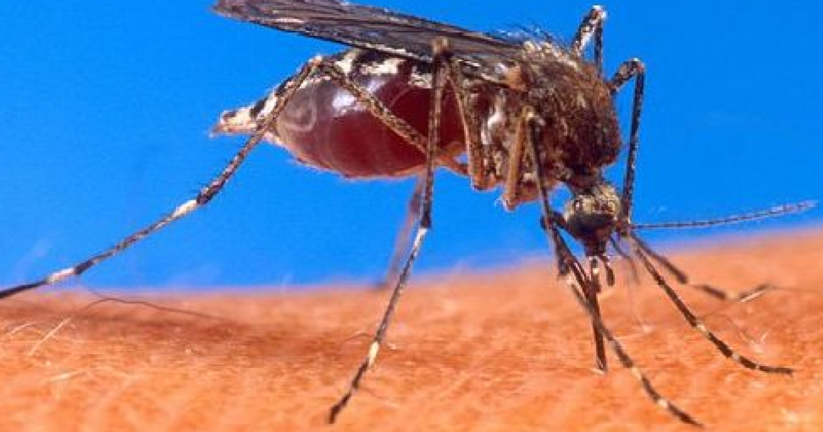 Malaria, zanzara anofele: la Basilicata avvia il monitoraggio. Si parte da Grottole