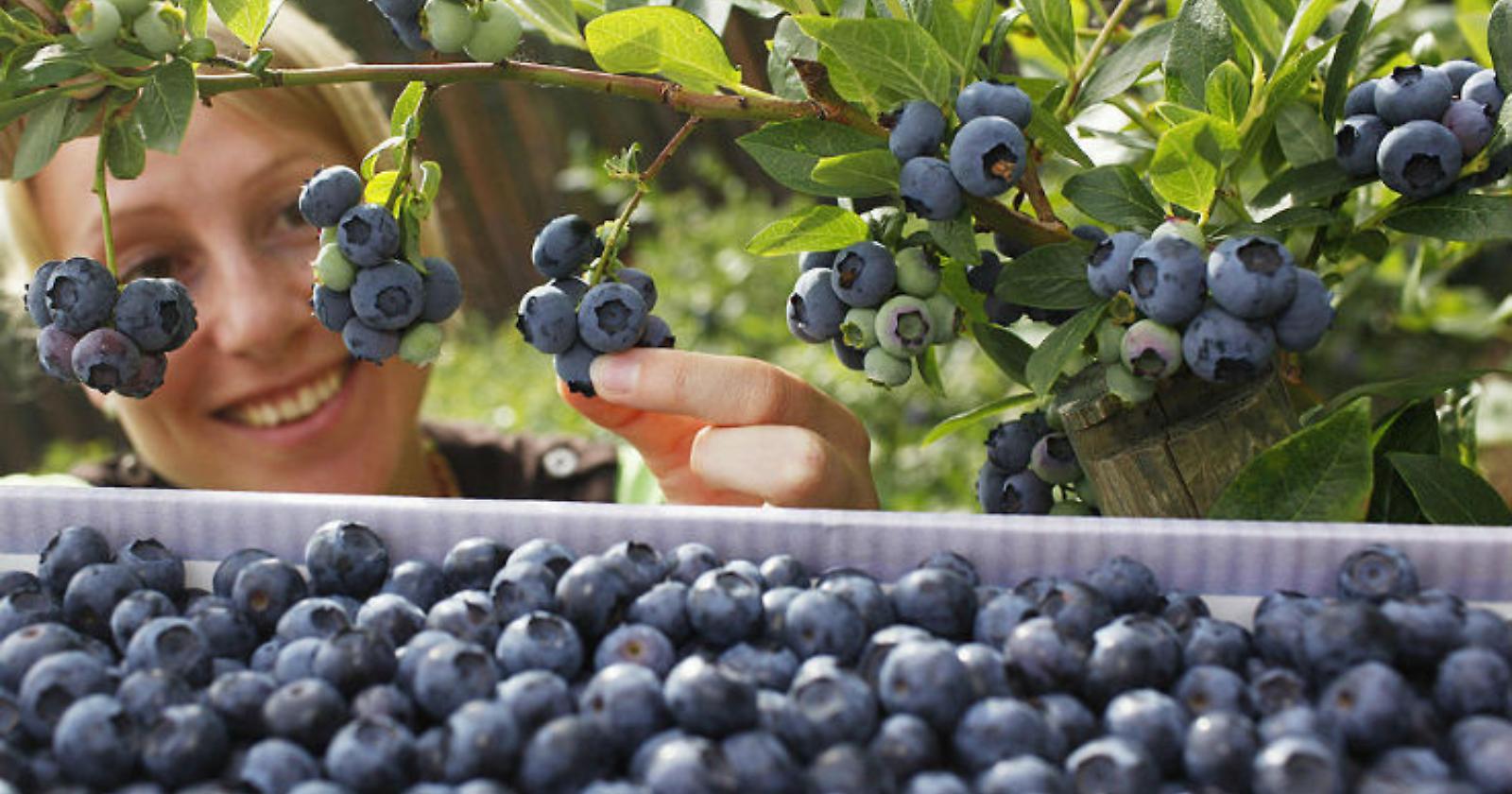 Vuoi bene al tuo cervello? Diglielo con un bel succo di mirtillo