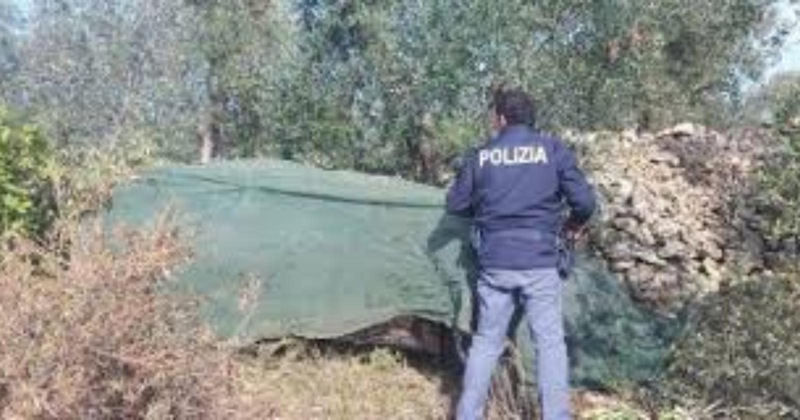 San Severo, scivola da un albero mentre raccoglie olive: deceduto 55enne 