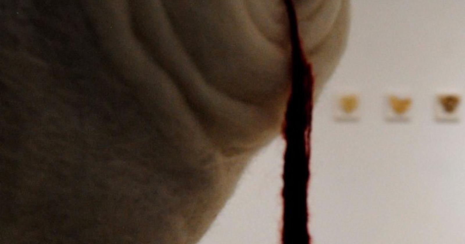 Foggia, la mostra personale di Nelli Maffia ed il singolare invito: “Vieni a vedere la mia collezione di farfalle?"