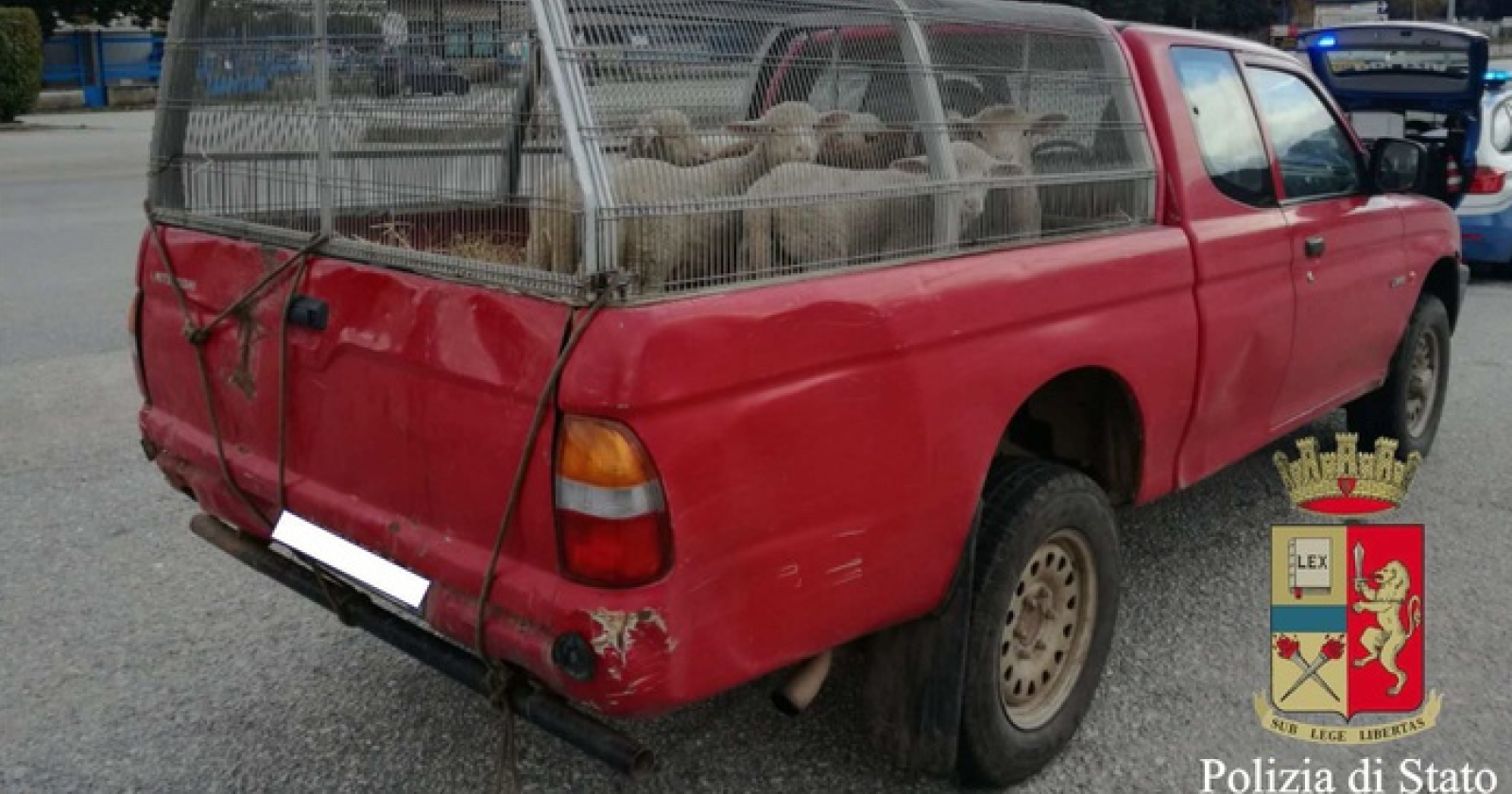 Guardate come trasportava le pecore al macello. La bravata gli è costata una multa salata 