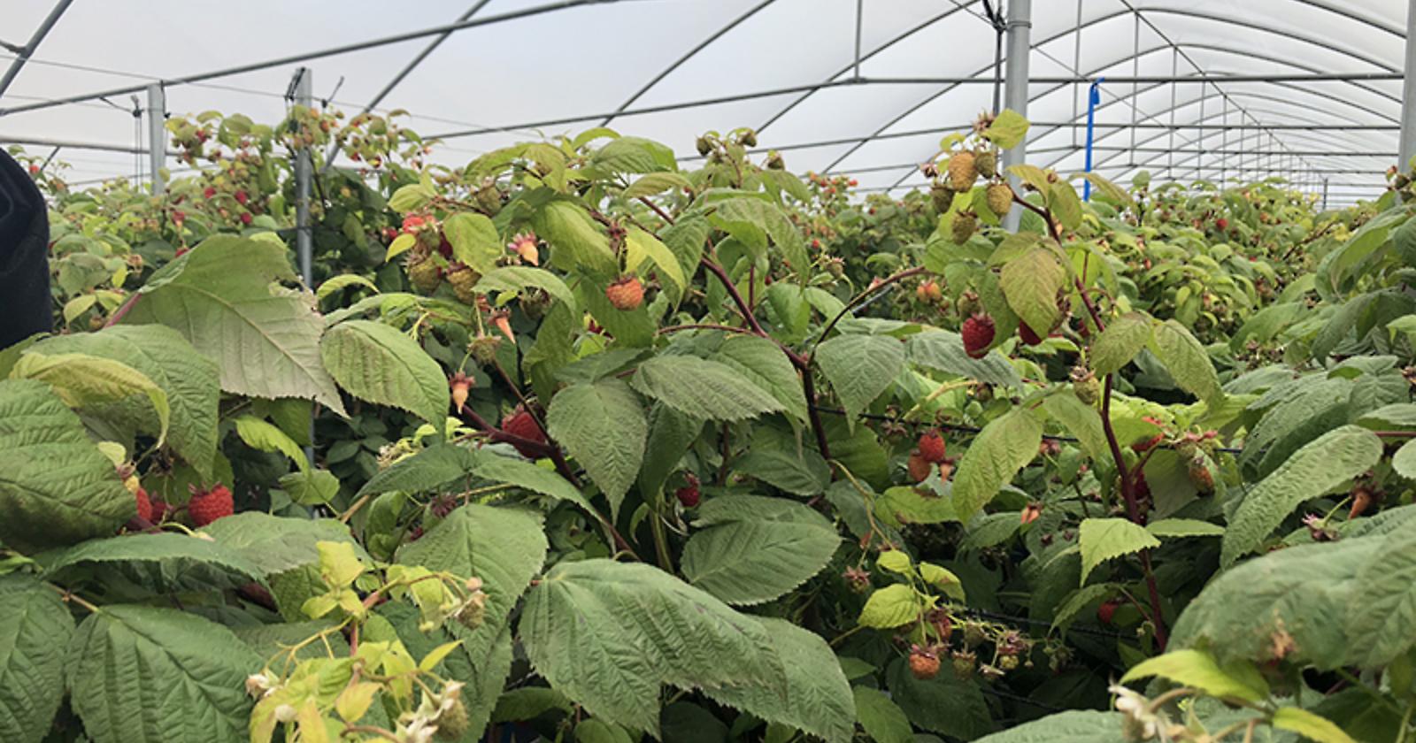 Regione Basilicata e CSO Italy insieme per l'"Osservatorio Economico Ortofrutta"