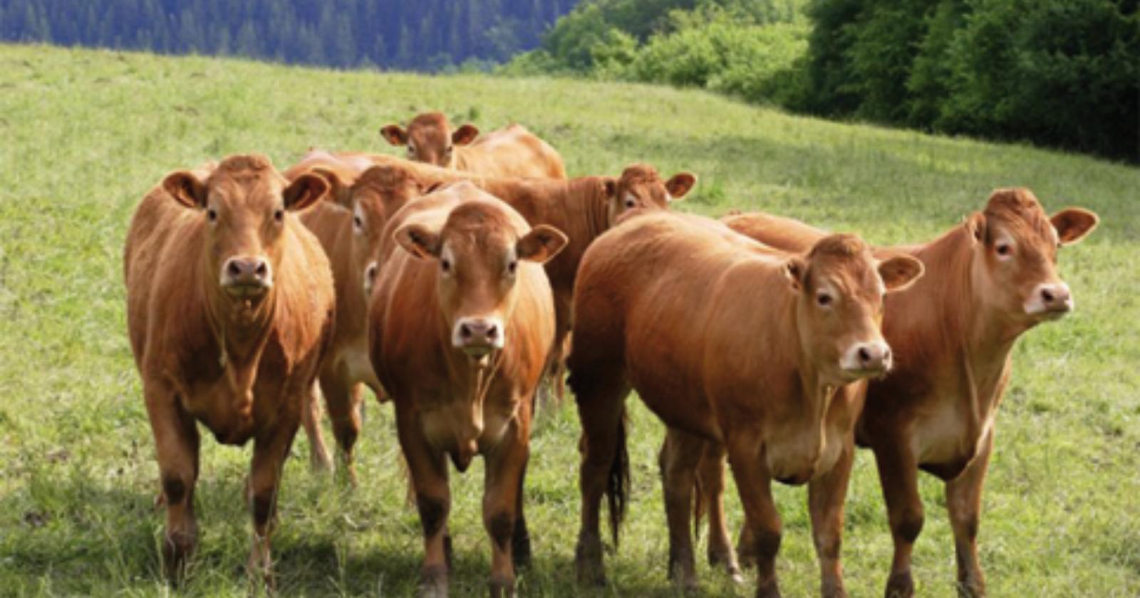 Bovino podolico al pascolo, giunto il riconoscimento ufficiale di qualità
