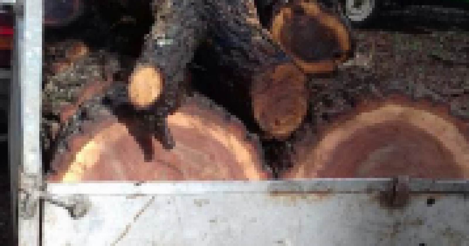 Furto di legna da ardere in zona 1 del Parco Nazionale del Gargano: due denunciati 