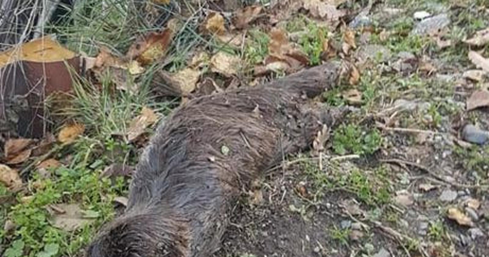 Ad Avigliano i carabinieri forestali hanno trovato una carcassa di lontra, specie tutelata dalla Convenzione di Washington