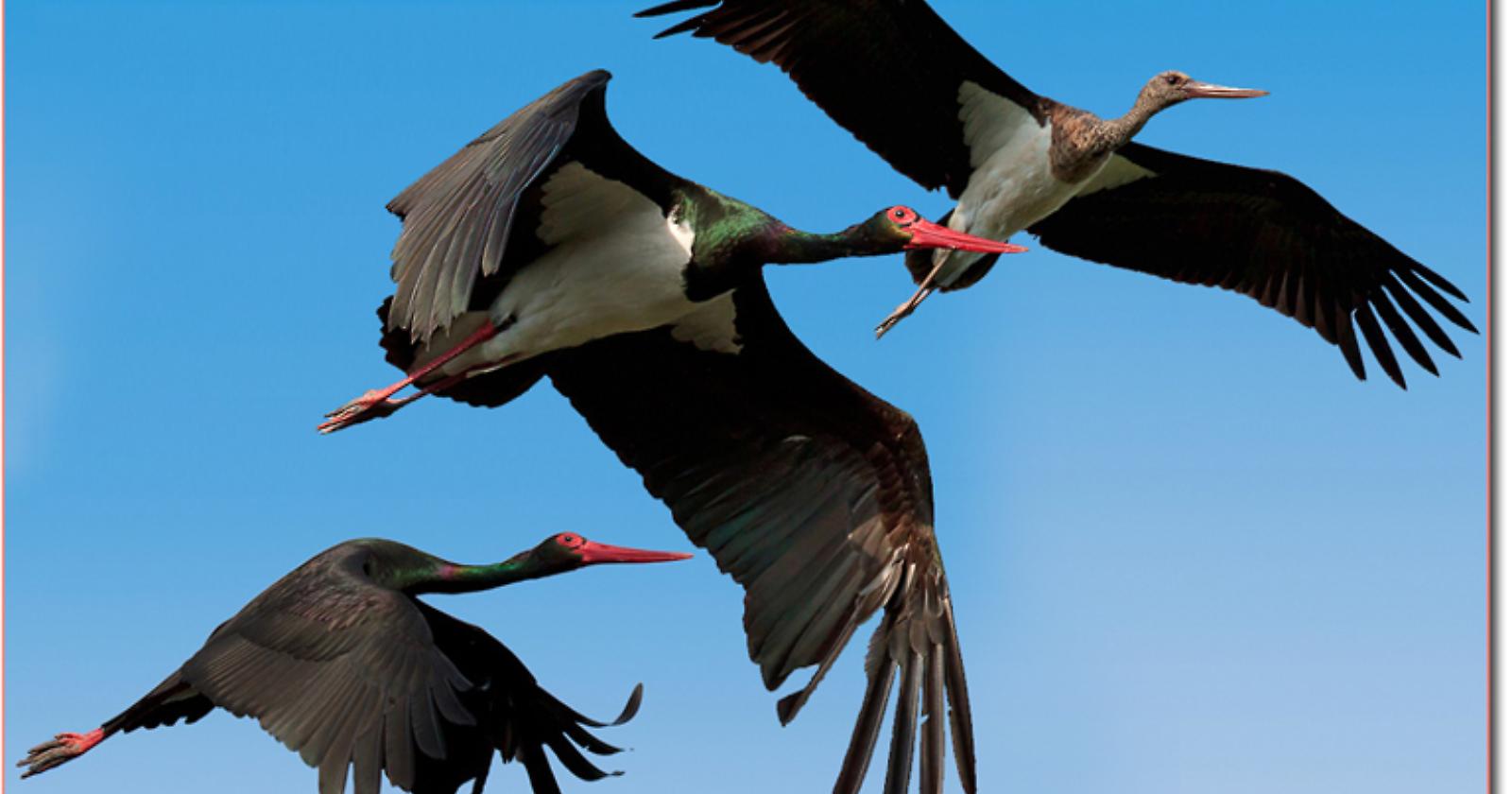 Il nido della cicogna nera? Sull'Appennino lucano. Dal 2000 una coppia torna a nidificare su una parete rocciosa del parco