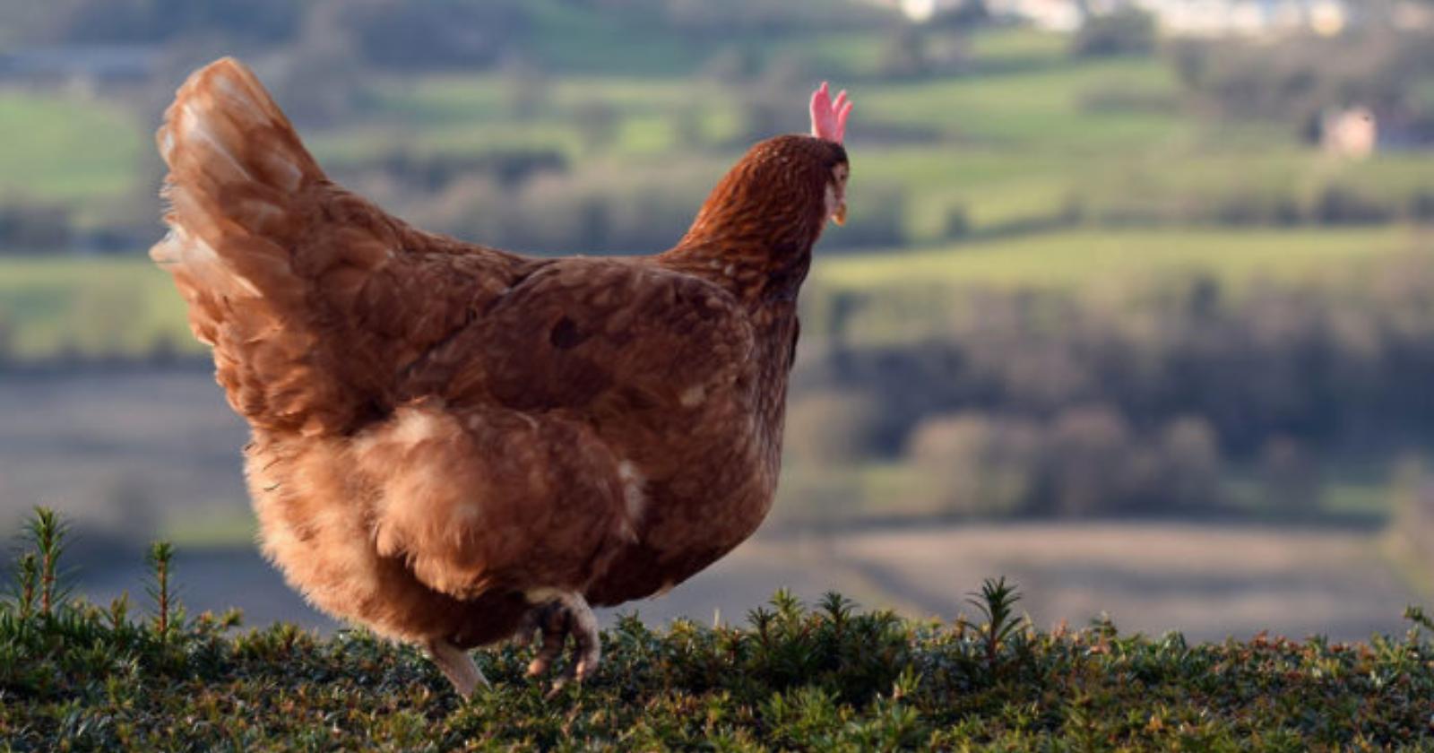 Adotta una Cocca e risparmi il 10% sulla tassa rifiuti: succede a Latronico