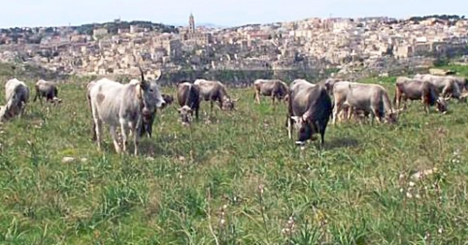 "Transumanza" candidata a patrimonio Unesco, Cia Basilicata: «Per Matera un significato speciale»
