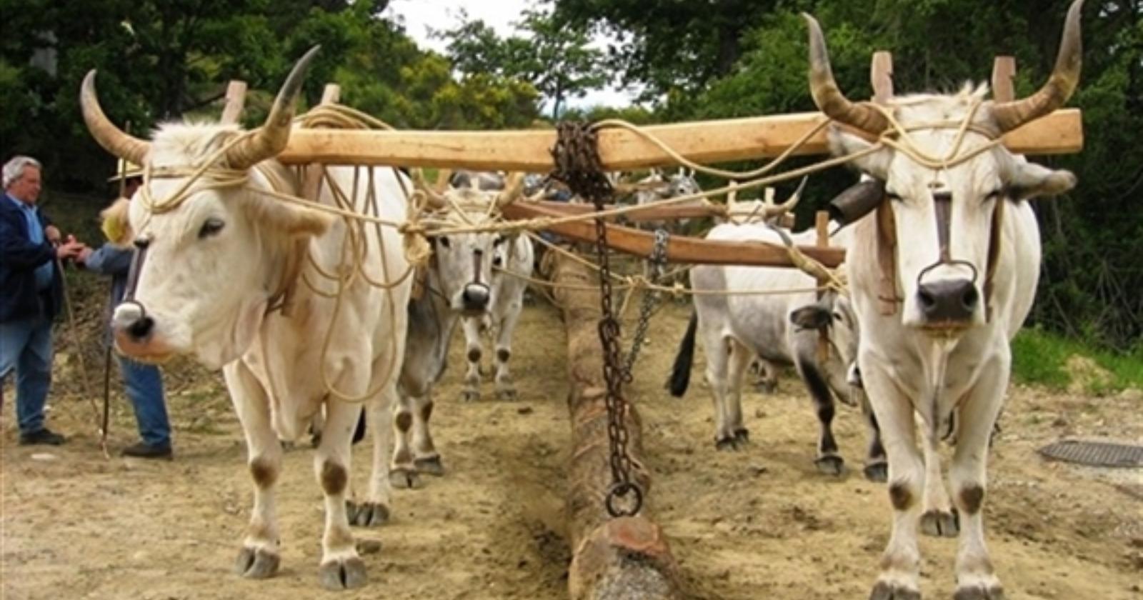 Il Maggio di Accettura, domani si sceglie la Cima