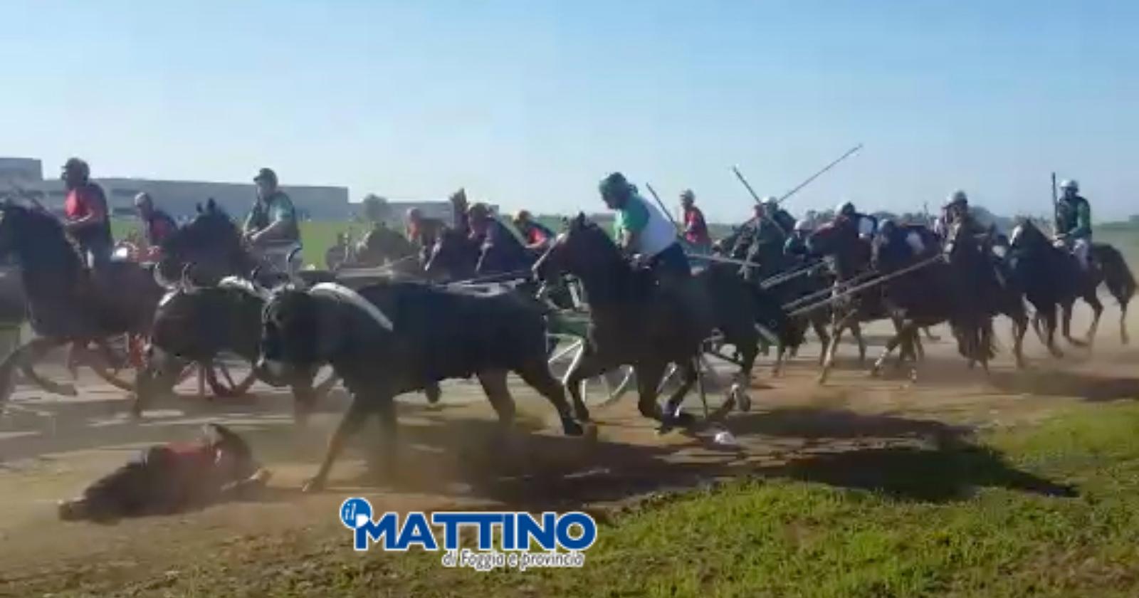 Sulla corsa dei buoi finita in tragedia a Chieuti, Enpa chiede il pugno duro alla Magistratura