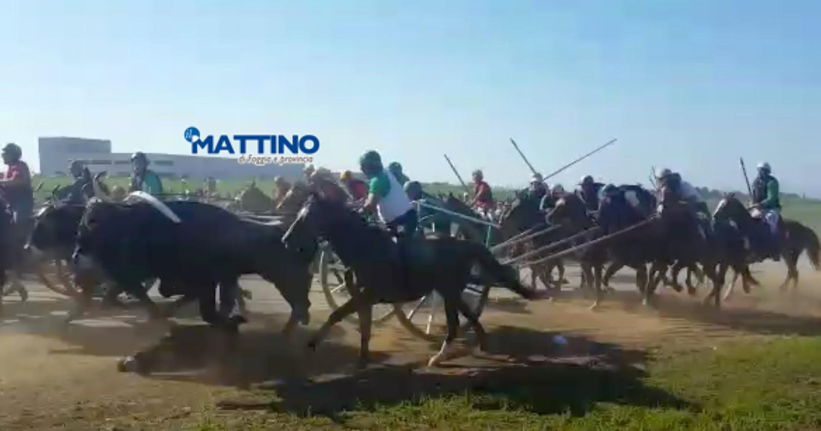 Chieuti, chi doveva prevenire la tragedia della corsa dei buoi? M5S aveva chiesto a Prefetto, Regione e Asl di intervenire