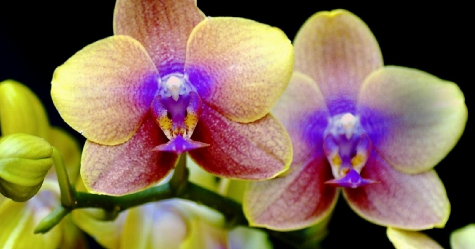 Orchidee in posa per il visit tour del Gargano