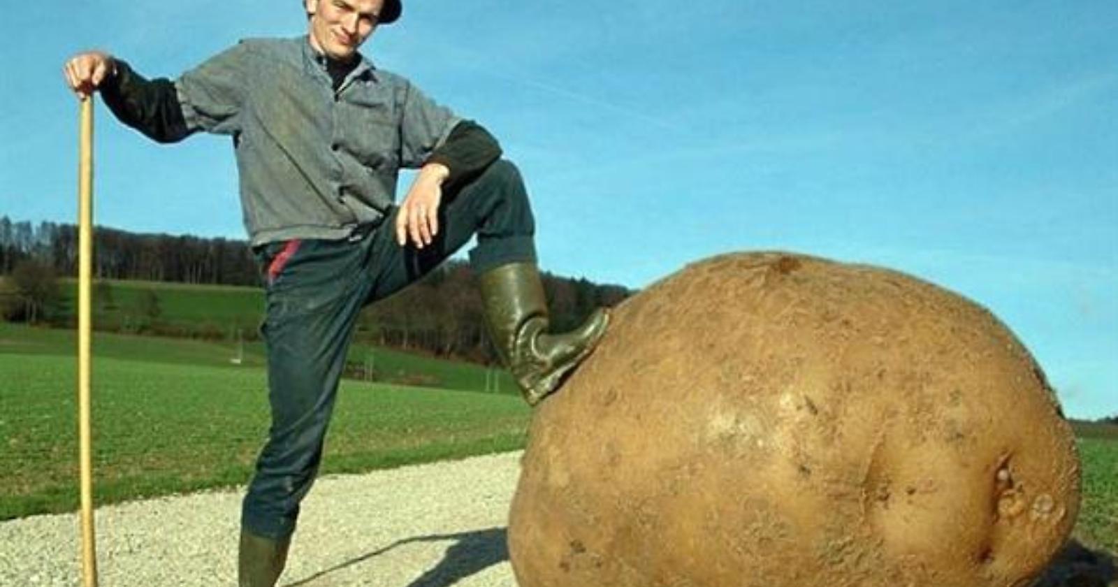 La patata fa bene ma con moderazione