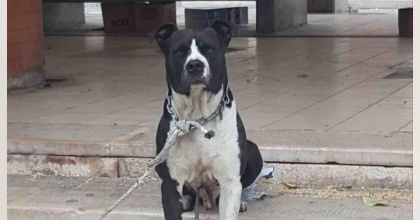 Pit bull  inferocito azzanna passante: carabinieri lo salvano