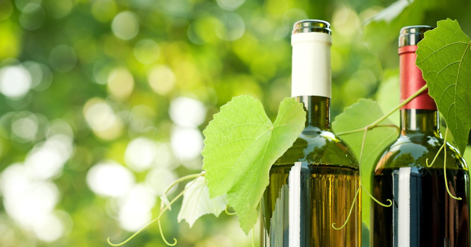 Produzione di vino "bio, la Basilicata è la prima regione in Italia