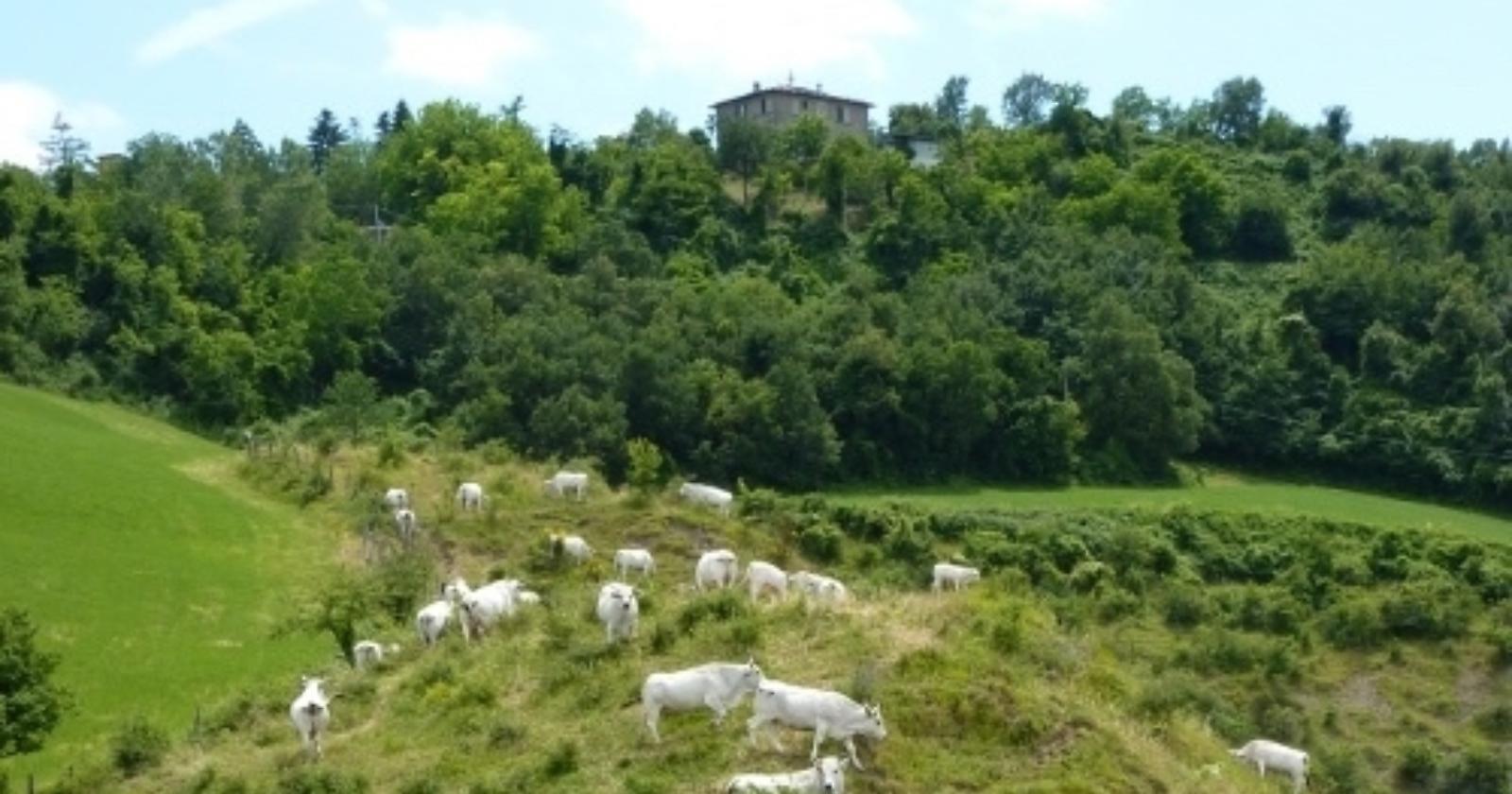 Aree rurali lucane, dalla Regione 25 milioni in 125 comuni