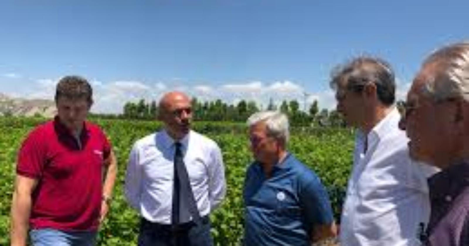 Agricoltura, online la carta vocazionale del nocciolo lucano