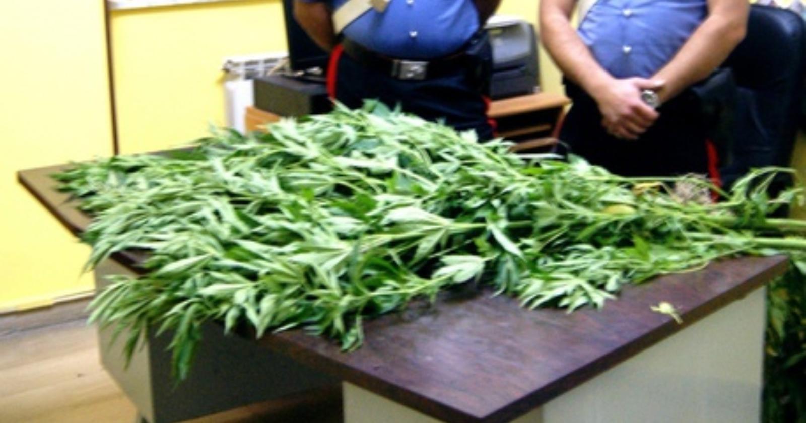 Droga, coltivavano canapa sul terrazzo: tre denunciati a Tramutola