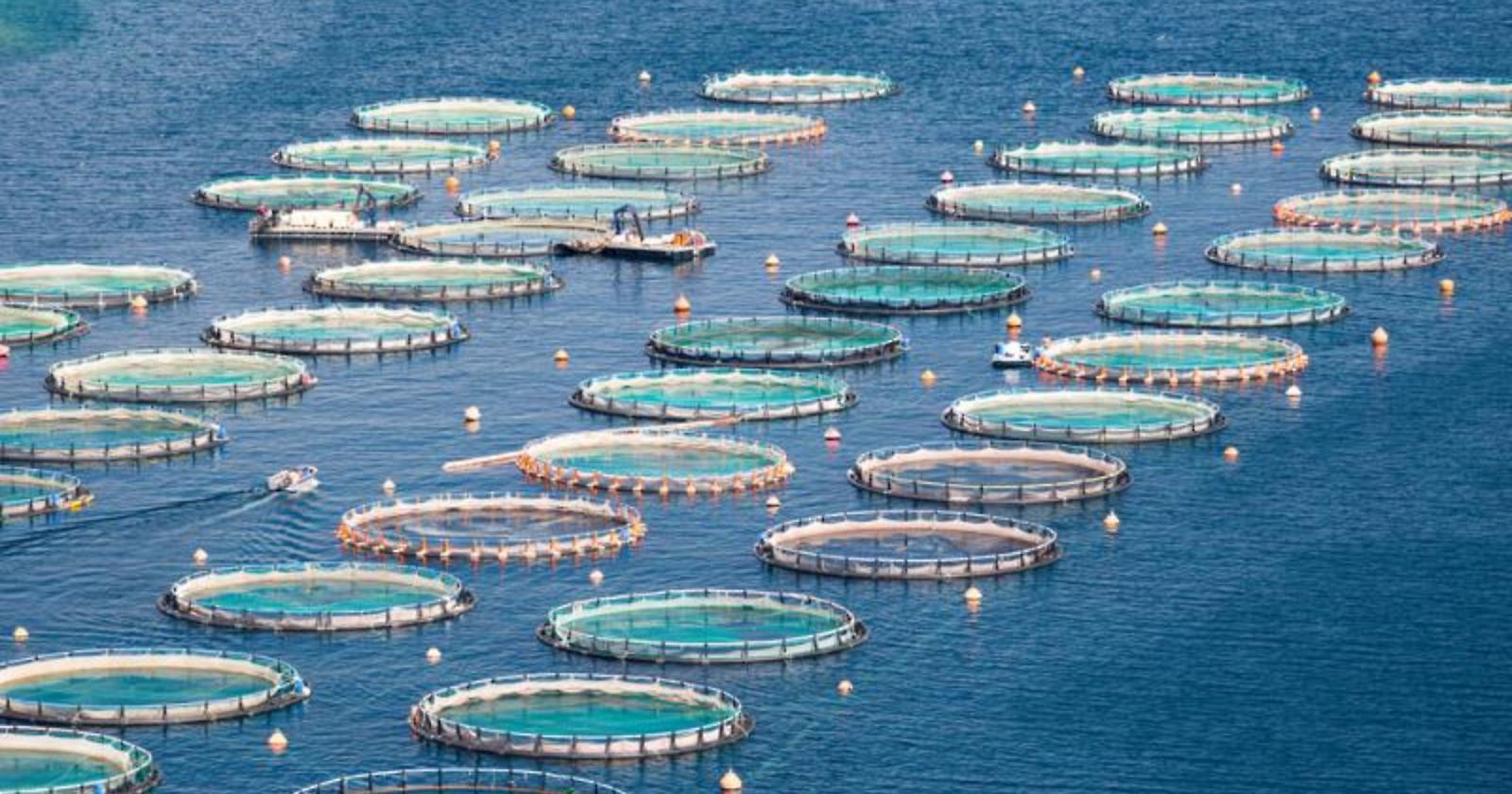 Ambiente, 1 milione di euro di investimenti destinati all'Acquacoltura