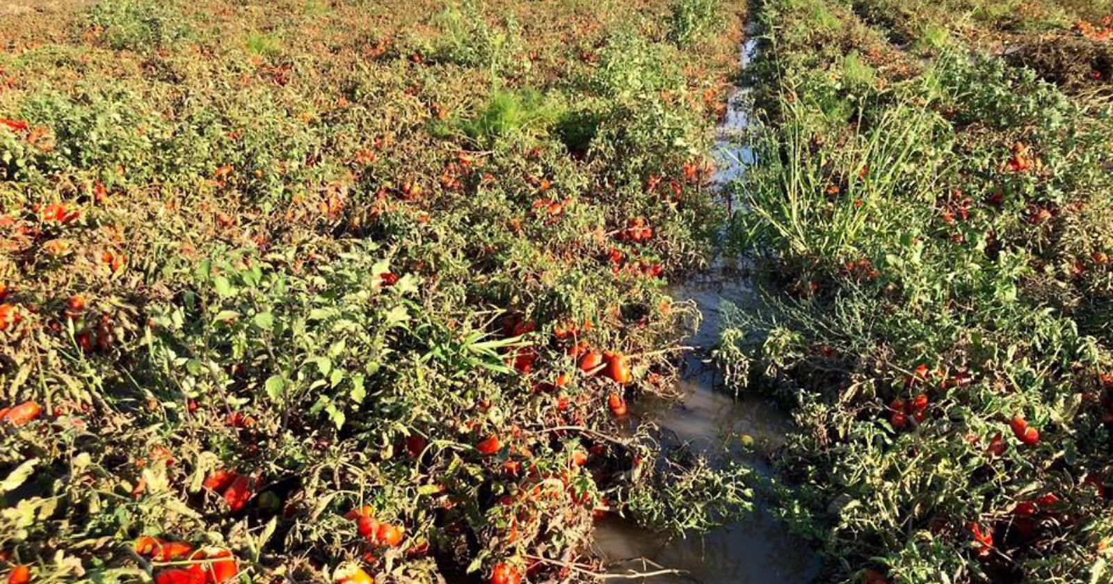 Raccolta del pomodoro, Coldiretti chiede di aprire il centro di  Palazzo San Gervasio 