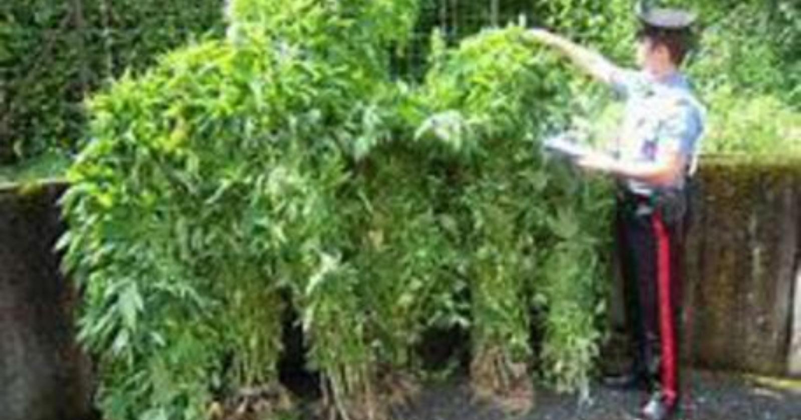 Donna 79enne coltiva cannabis con i figli: tre denunce a Potenza