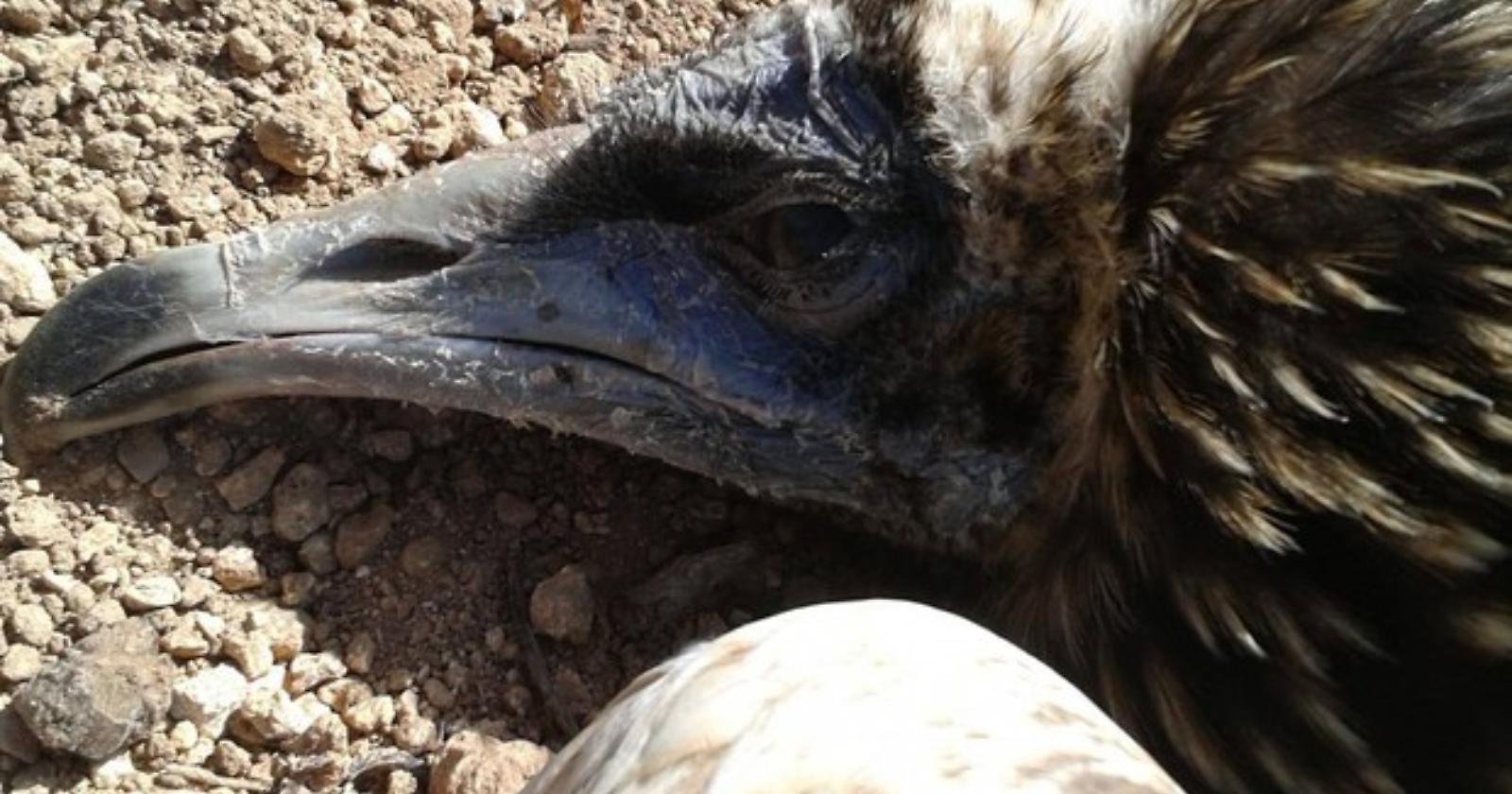 Il capovaccaio liberato a Matera è stato ucciso a fucilate a Mazara del Vallo