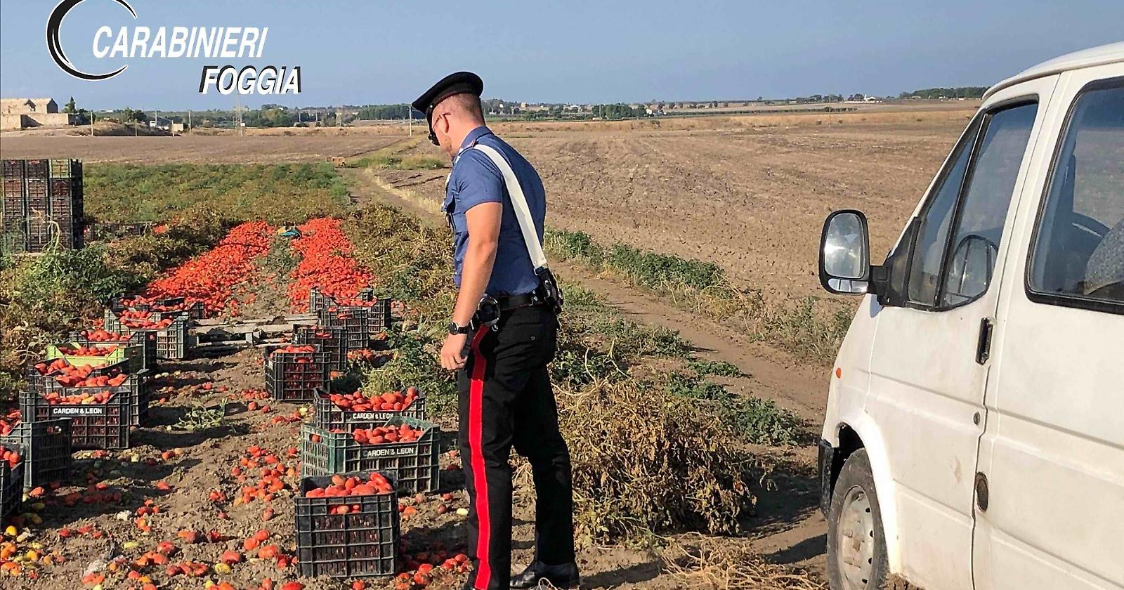 Lotta al lavoro nero e al caporalato: blitz nelle campagne foggiane 