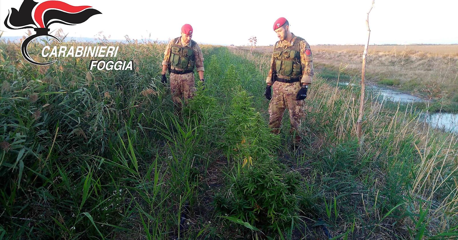 I cacciatori di Puglia scovano una piantagione di marijuana: un arresto