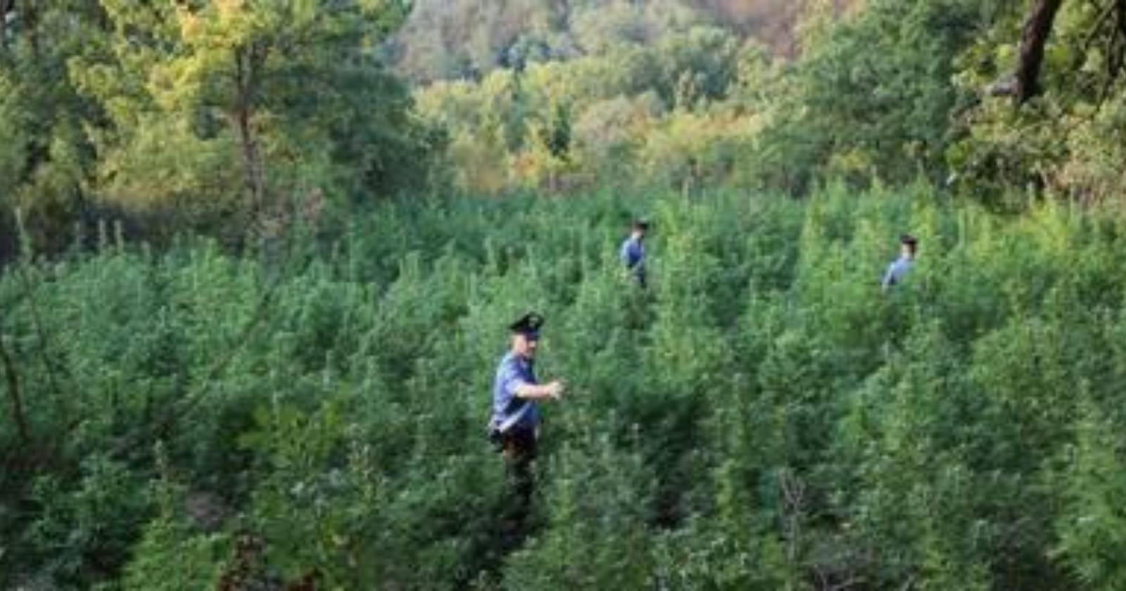 Coltiva 350 piante di cannabis: arrestato 22enne di Muro Lucano