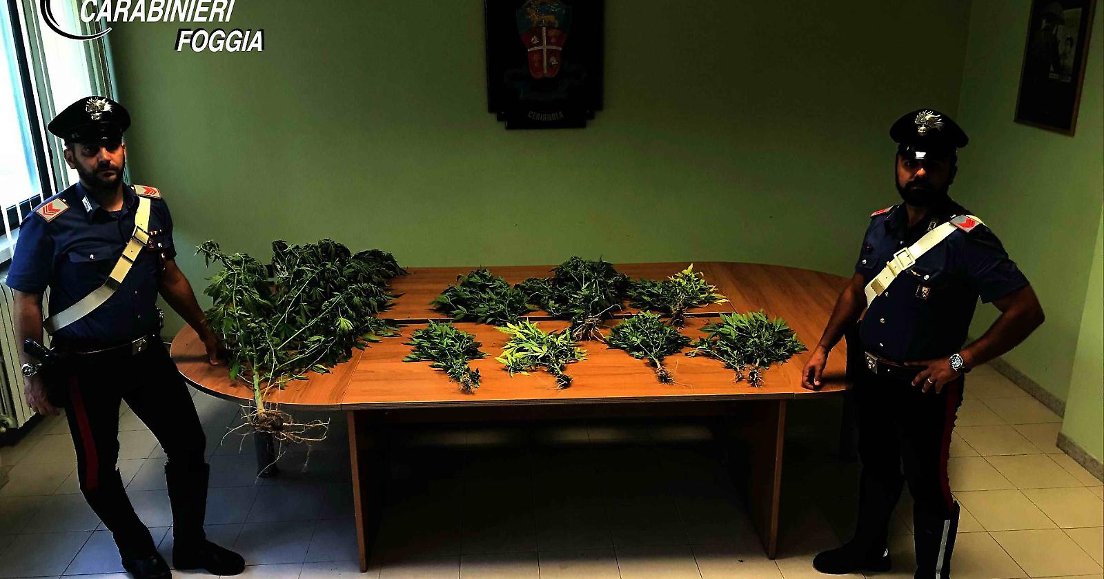 Cerignola, piantagione di marijuana tra la vegetazione spontanea: un arresto