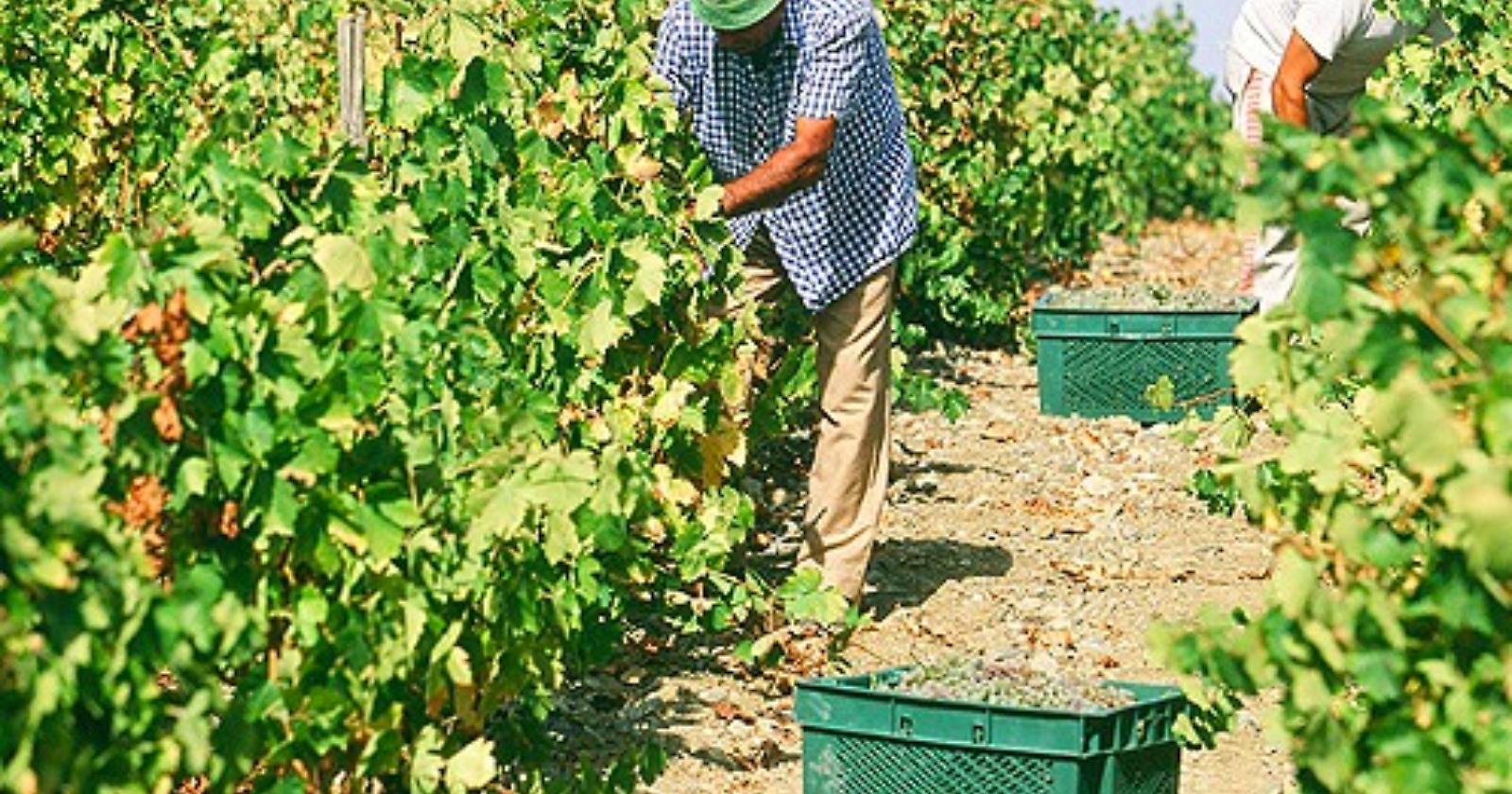 Furti nelle campagne: beccato pregiudicato con l'auto carica di frutta e verdura 