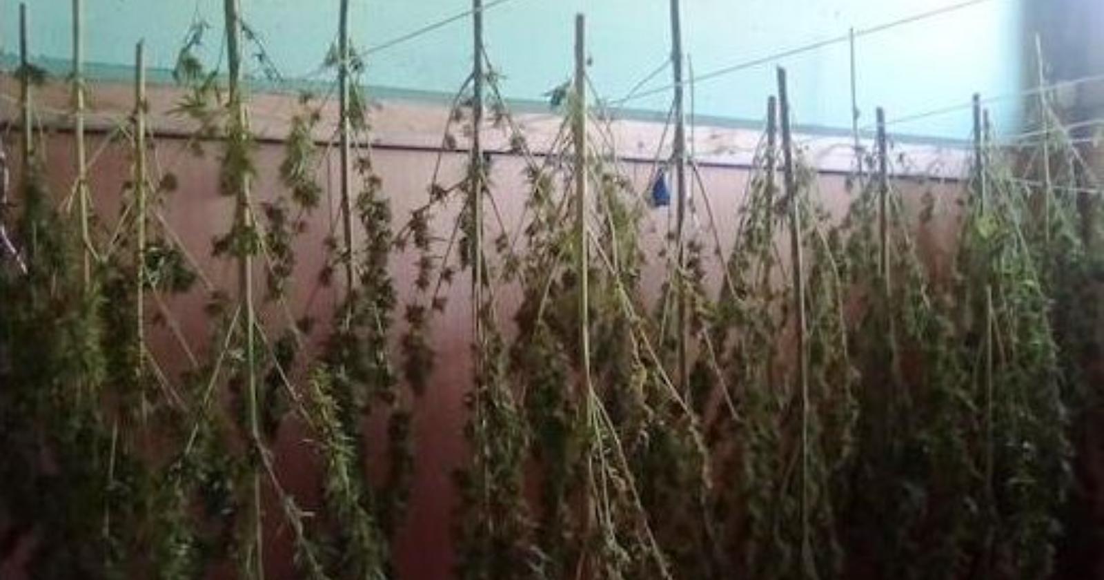 Metapontino, sequestrate  85 piante di marijuana