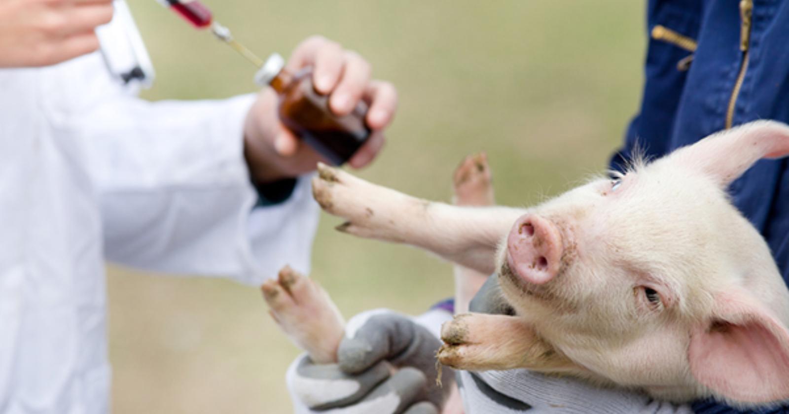 Lo mangeresti un bel maialino farcito di antibiotici?