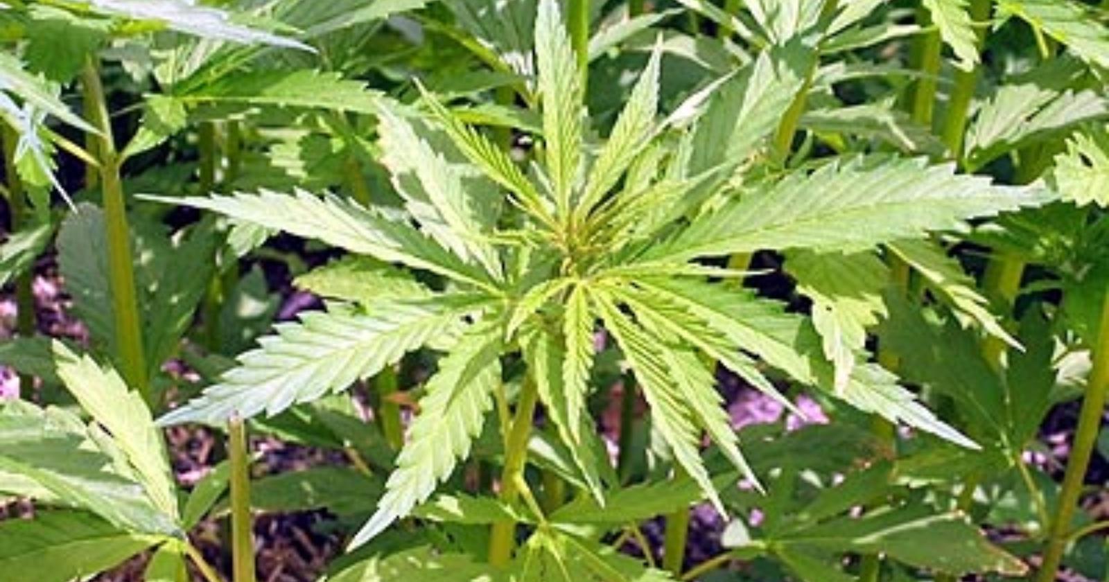 Materano, rubano cannabis ad uso tessile da spacciare: arrestati 4 extracomunitari