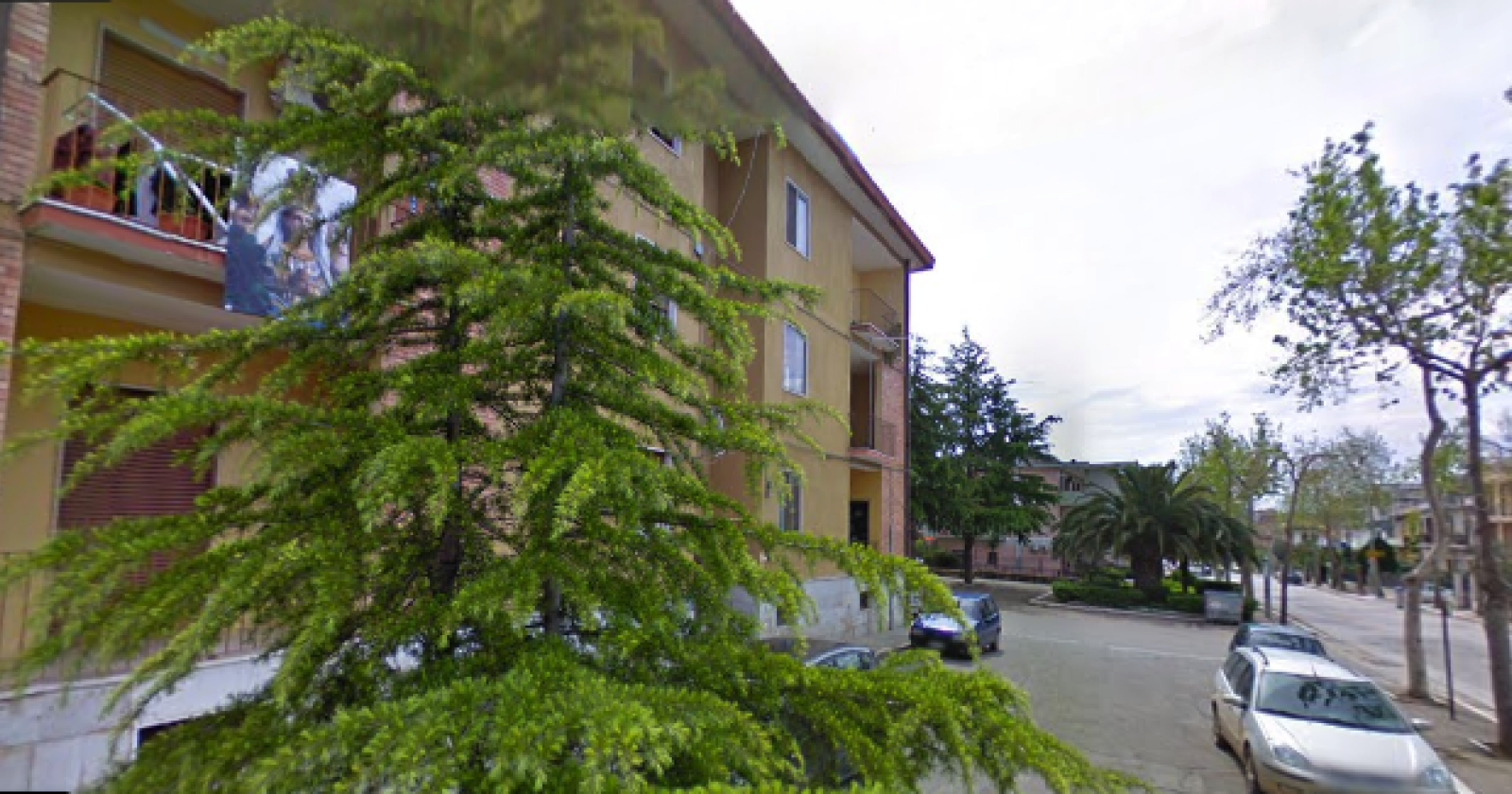 Apricena, la mannaia di Potenza sugli alberi secolari