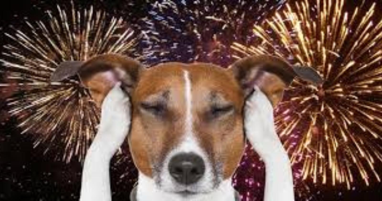 Botti di Capodanno? Inutili, dannosi e sgraditi