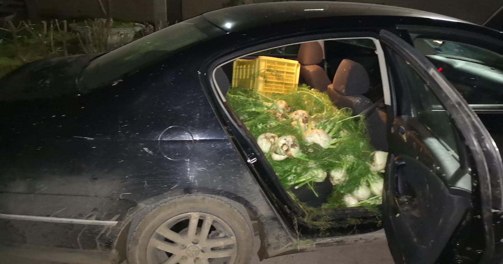 San Severo. Ruba finocchi e scappa con un'auto senza assicurazione, arrestato dalla Polizia