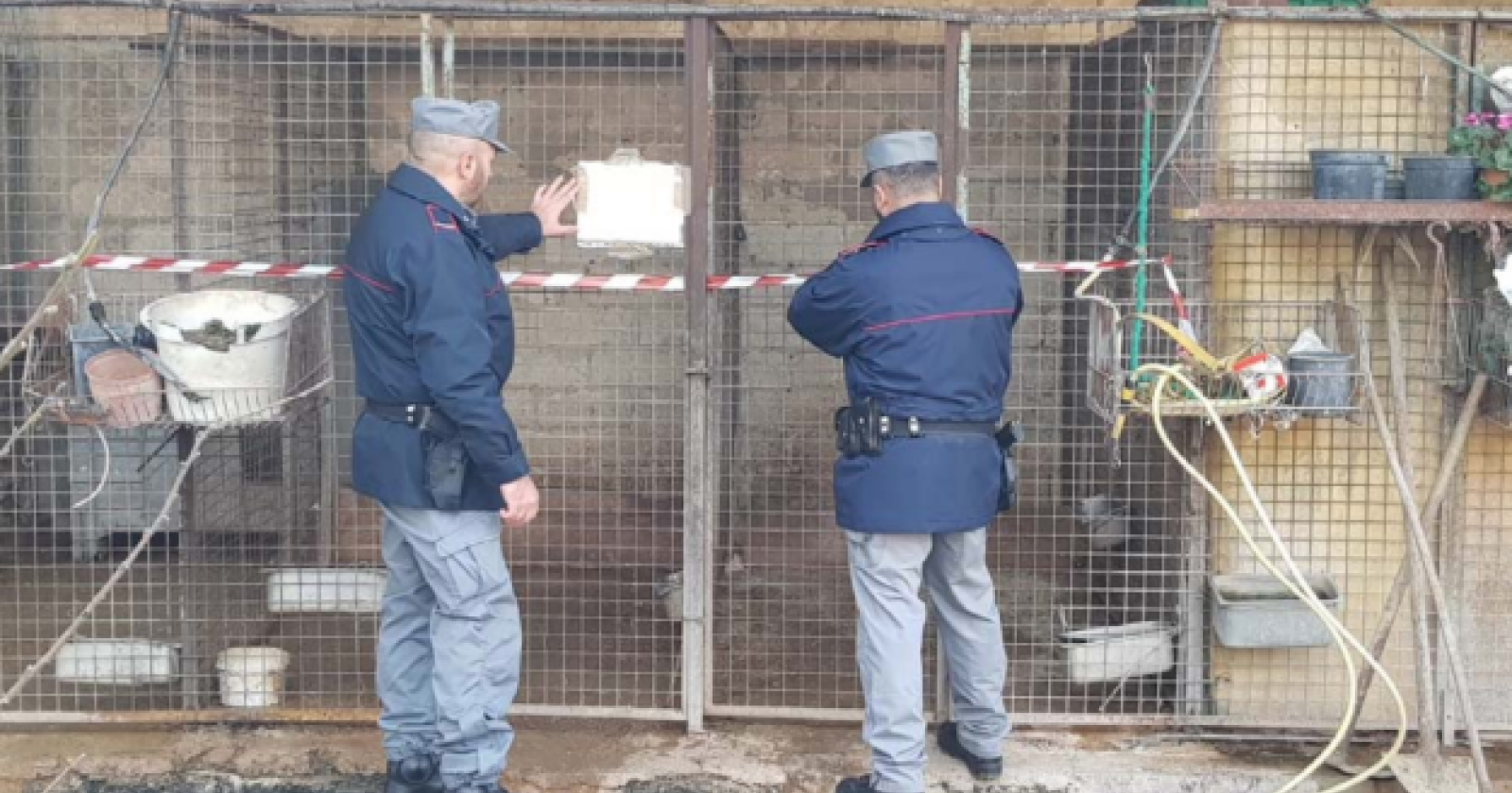 Cuccioli con code e orecchie tagliate, i Carabinieri della Forestale sequestrano canile a San Ferdinando di Puglia