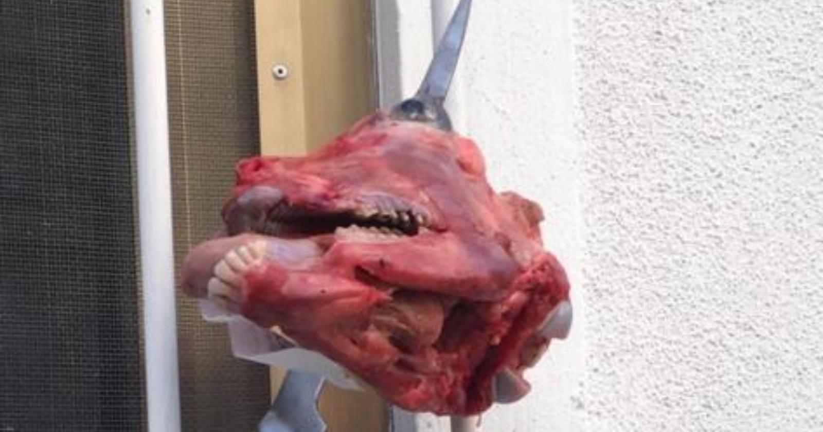 Mattinata, testa di capretto con pugnale davanti studio avvocato Fischetti