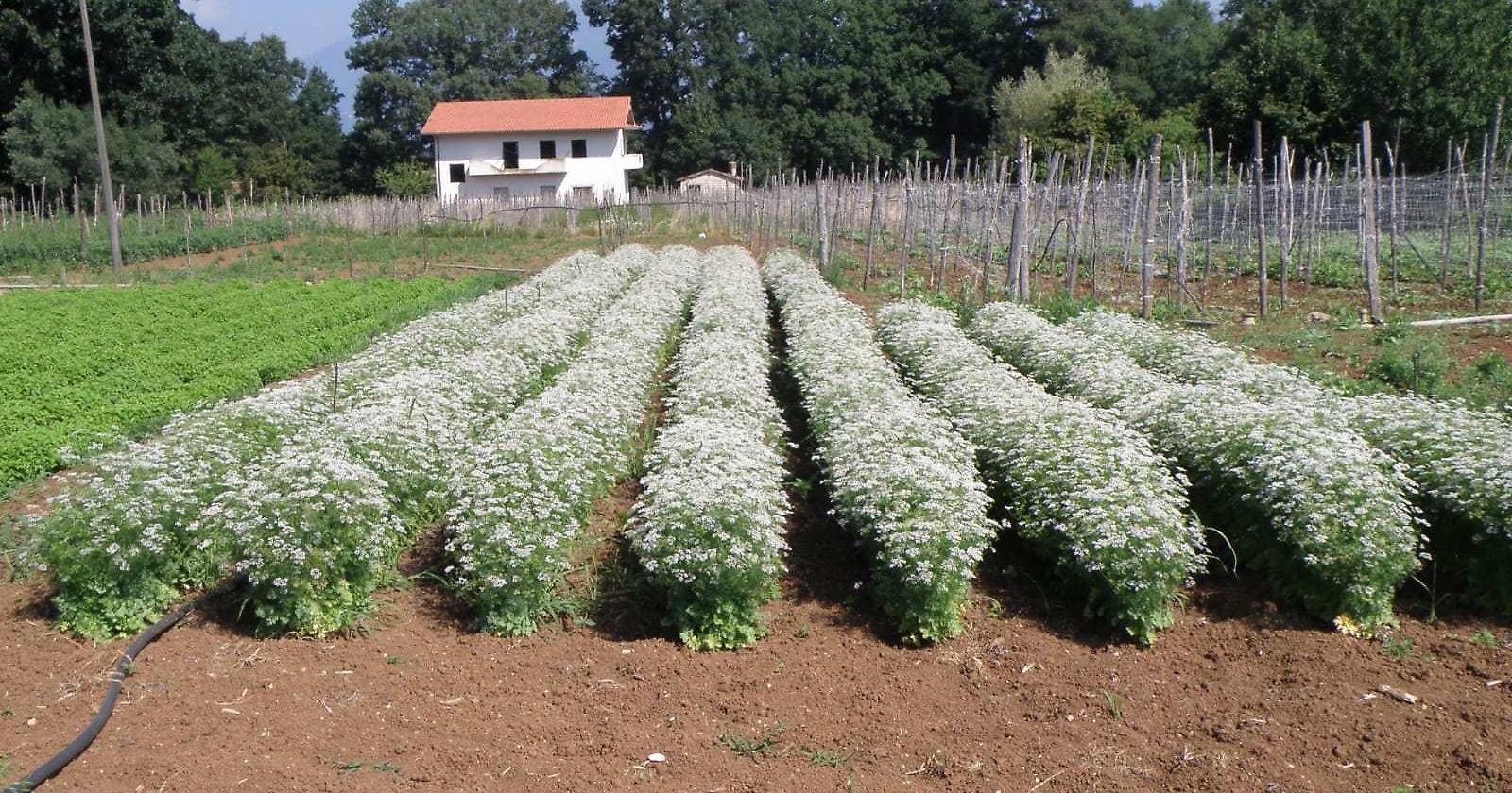  “Piante officinali della filiera lucana”, una giornata informativa per i produttori 
