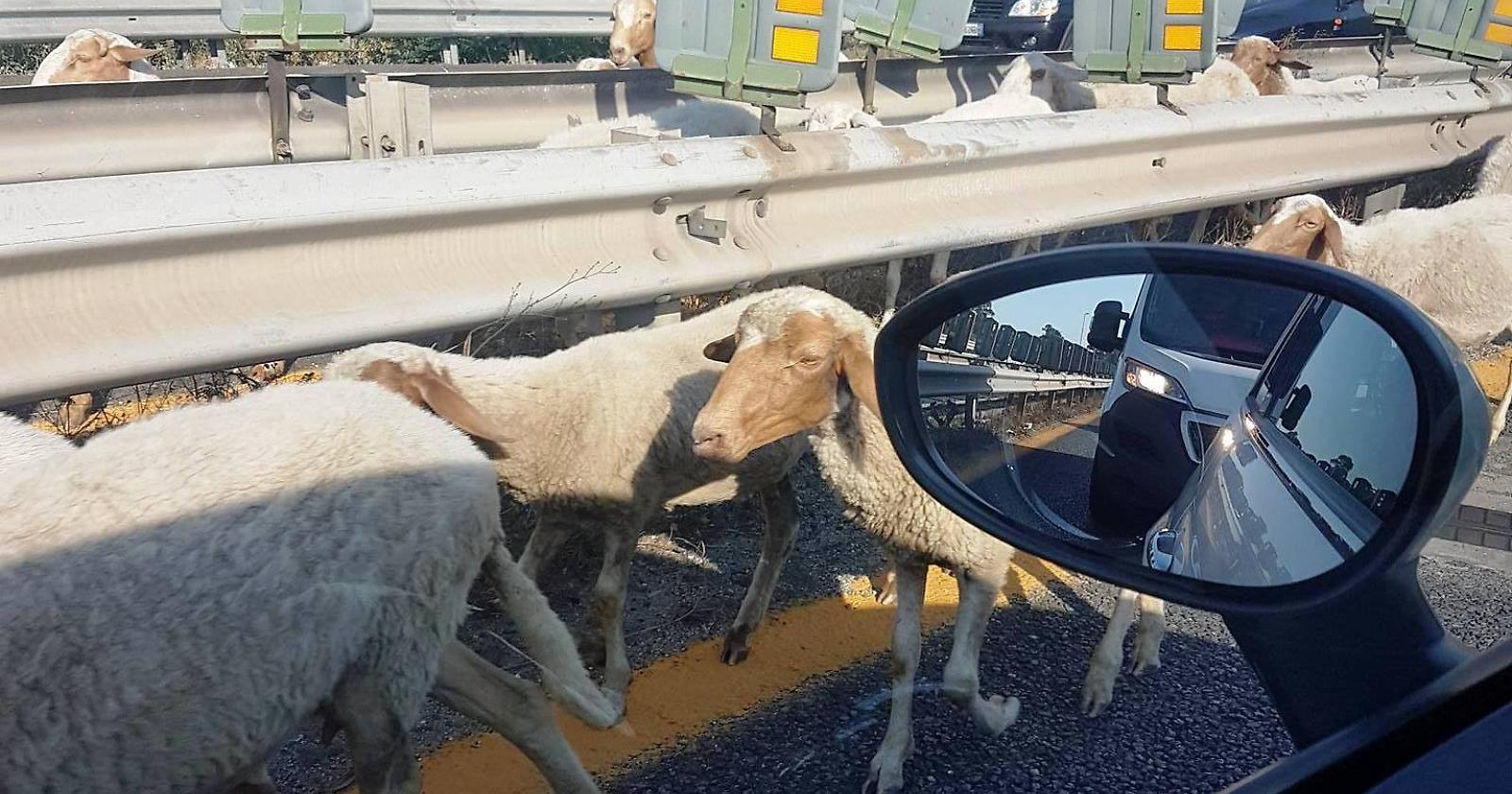 A14 Foggia - San Severo: capra manda in tilt il traffico sull'autostrada 