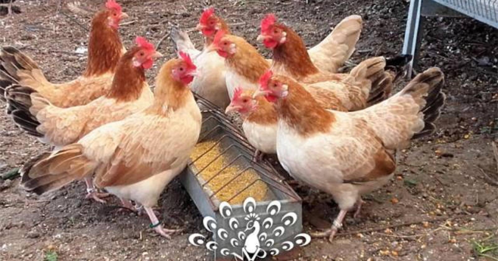 Furti campagne: i malviventi non risparmiano neppure le galline 